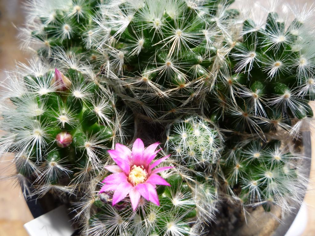 Mammillaria glassii